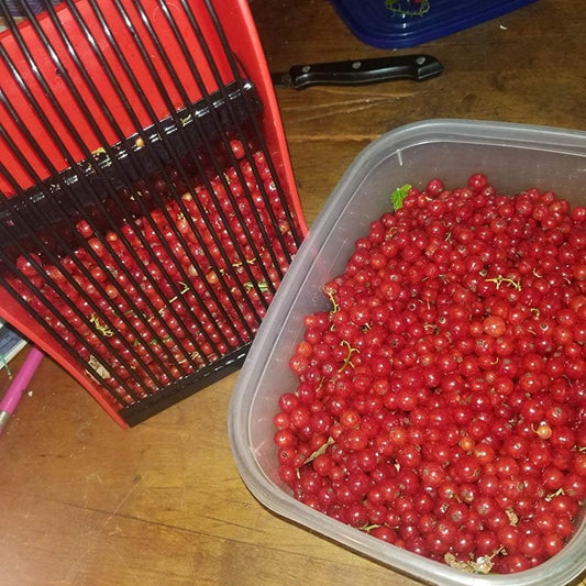 Berry Picker Scoop with Metal Comb, Ergonomic Handle Blueberry Harvester