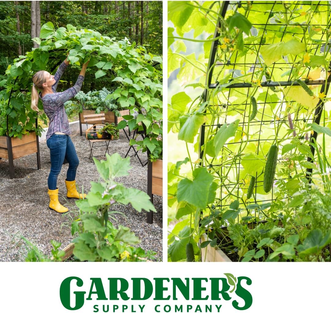 Arch Trellis, 2' x 4'