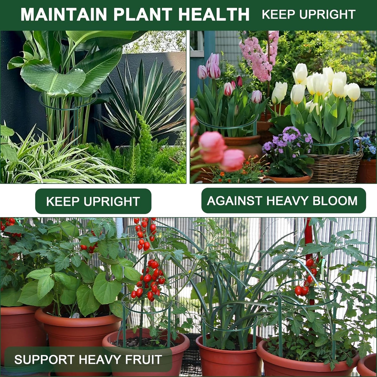 6 Pack Peony Cages and Supports, 10" (W) x 24"(H) Plant Support, Rust-Proof Metal Plant Support Stakes for Outdoor&Indoor Plants