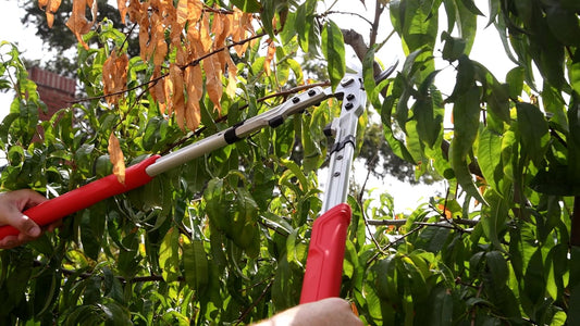 X Series Pro Bypass Lopper – 2-1/4″ Cutting Capacity Heavy-Duty Branch Cutter for Tree & Shrub Trimming