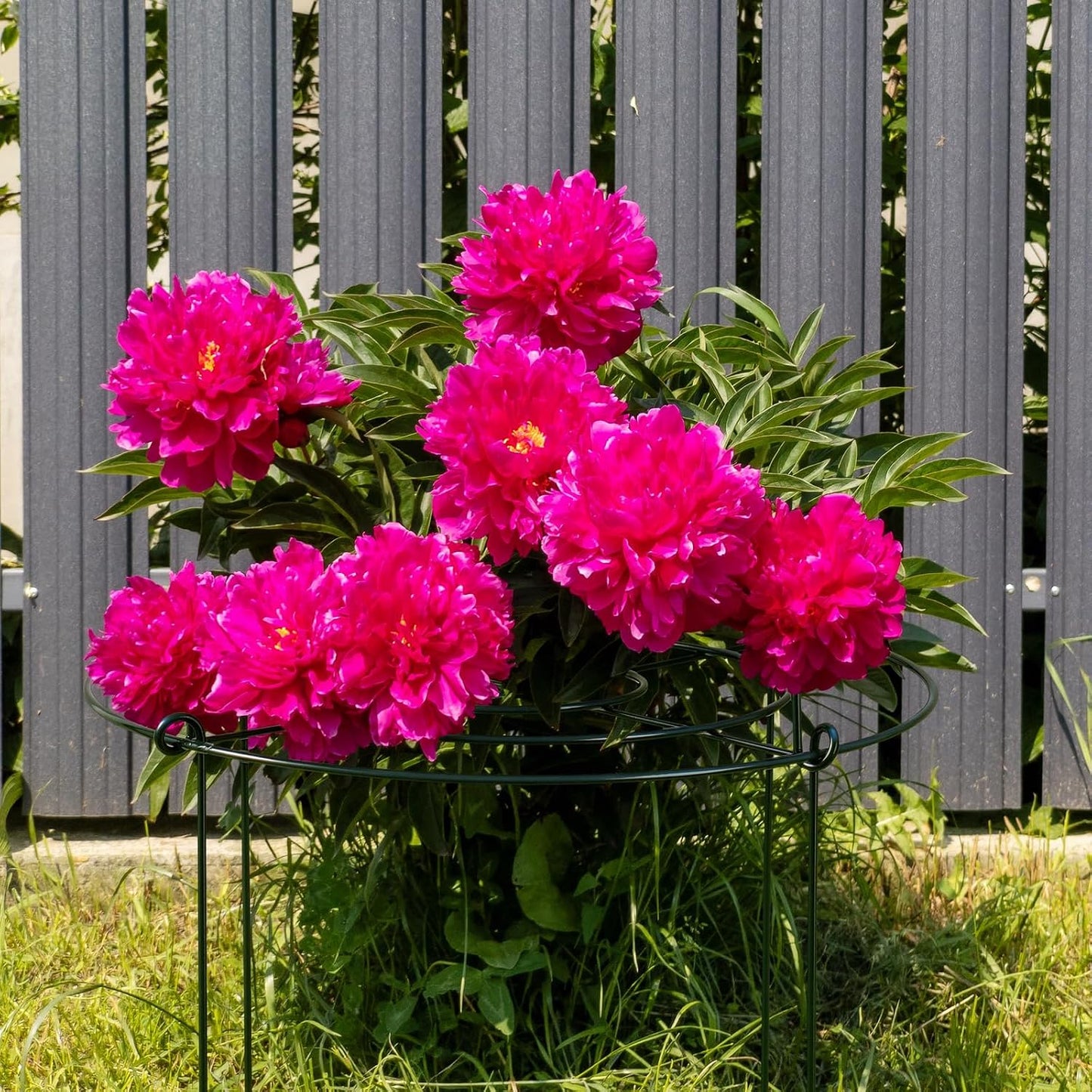 8 Pack Heavy Duty Metal Peony Cage and Supports, 4 Legs Plant Support Ring for Outdoor Plants Rose Sage Peonies Cucumbers Tomato Strawberry(11.8" Dx16 H)