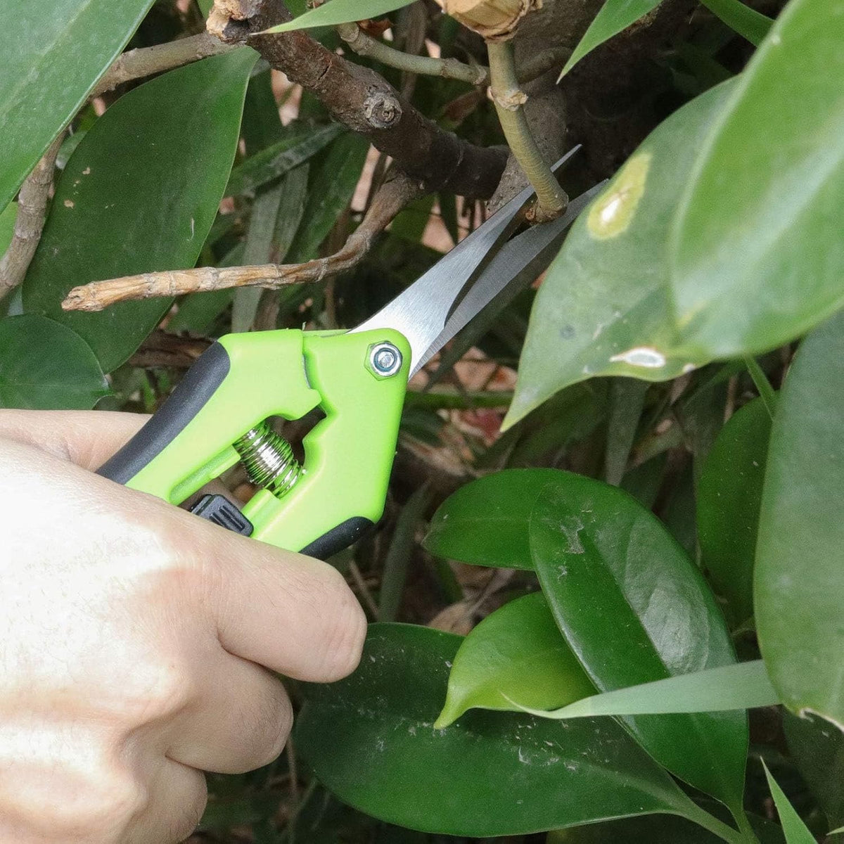8 PCS 6.5 Inch Gardening Shears, Straight Pruning Trimming Scissors