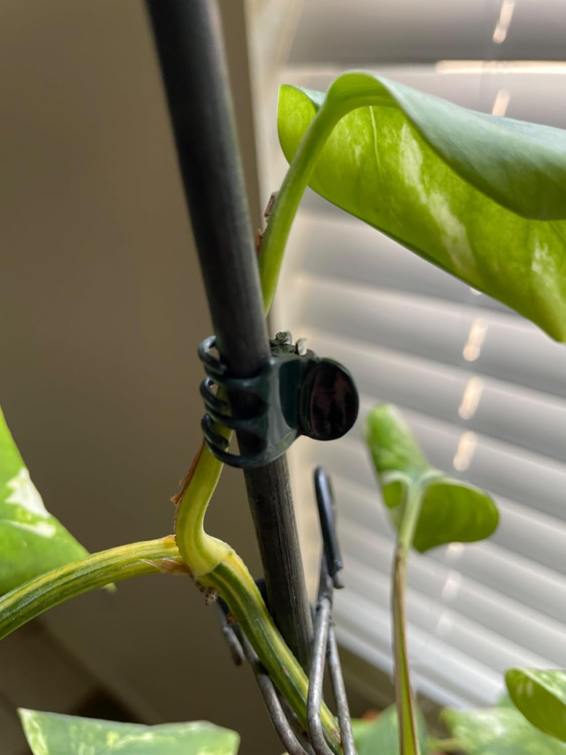 Plant Clips Orchid Clips for Plants Support, Plant Support Clips Vine Clips for Supporting Stems Vines Grow Uprigh (30, Green)