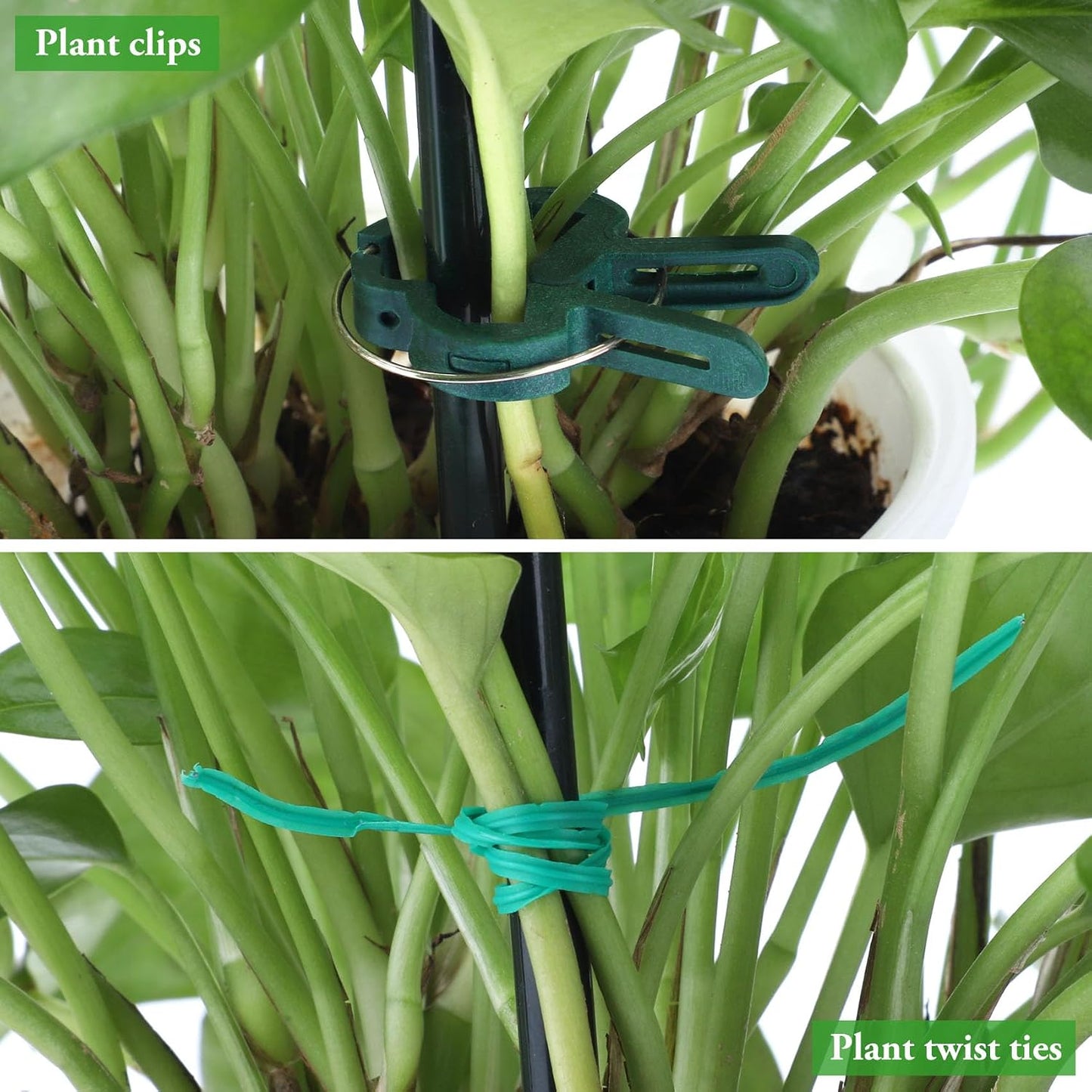 6 Pack Peony Cage, 32" x 13" Half Round Metal Plant Support Stakes