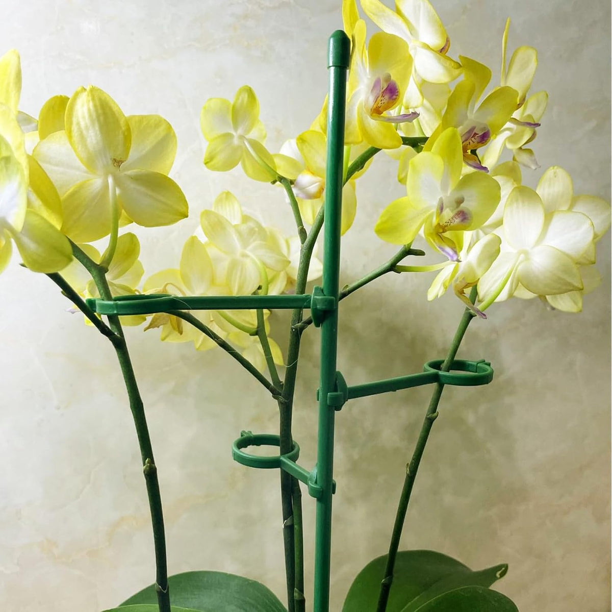 24 Pcs Adjustable Plant Support Stakes Kit for Indoor Plants, 12 Inch Orchid Sticks and Clips Set Bendable Single Stem Support Sticks, Small Plant Stakes for Garden Potted Plants Orchid Rose Peony