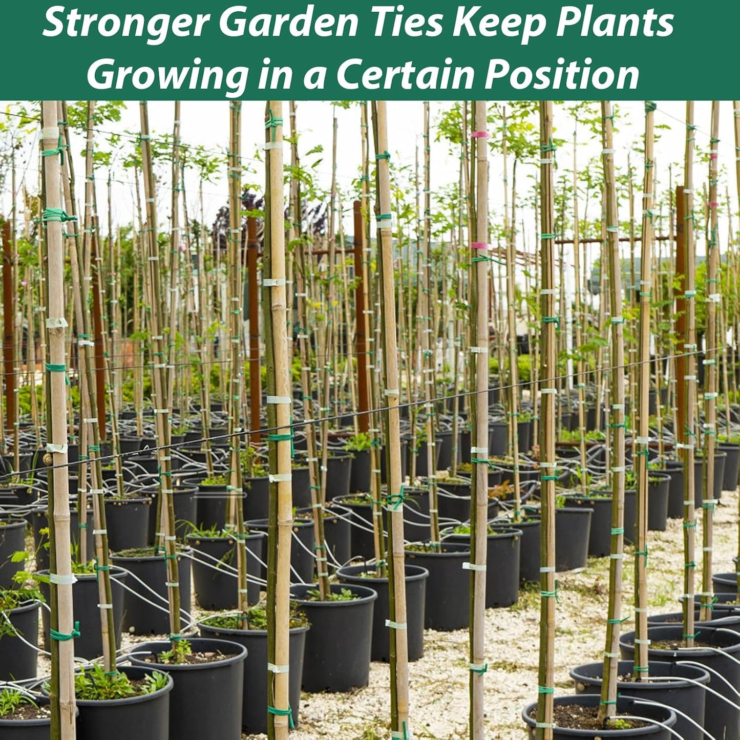 100 Feet Soft Tie for Plants, Green Twist Garden Ties Gardening Supplies for Supporting Climbing Plants, Tomatoes, Vegetables, (Diameter - 2.5MM)