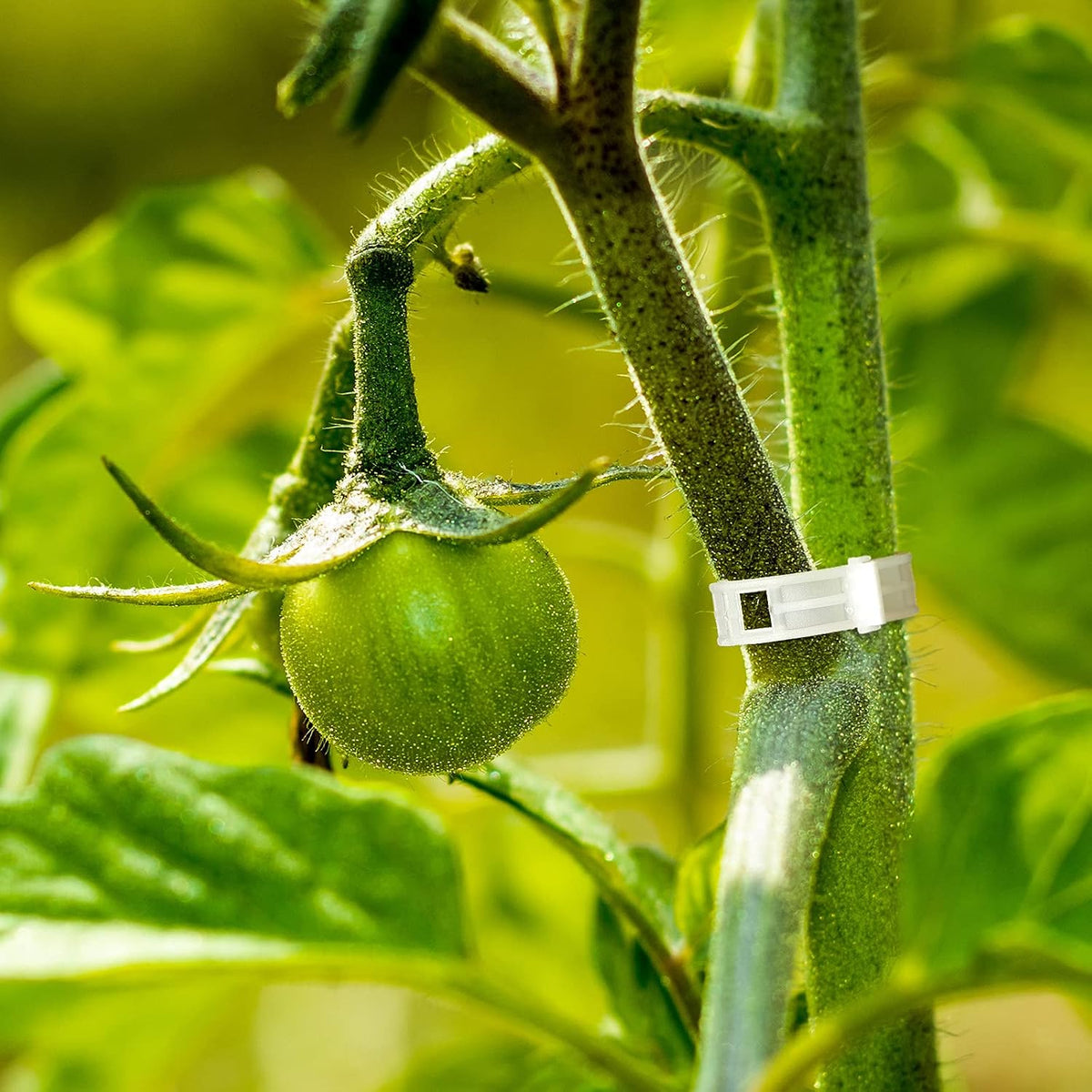 Tomato Support Clips, Plant Vegetable Support Hook Clip, Garden Support Clips, Grape Vine, Vegetables Plants Tomato Trellis Clips to Prevent Tomatoes from Pinching or Falling Off(200 Pieces)