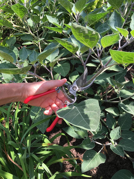 Corona Clipper SP9934 3/4-Inch Bypass Pruning Shears with Bonus Leather Scabbard