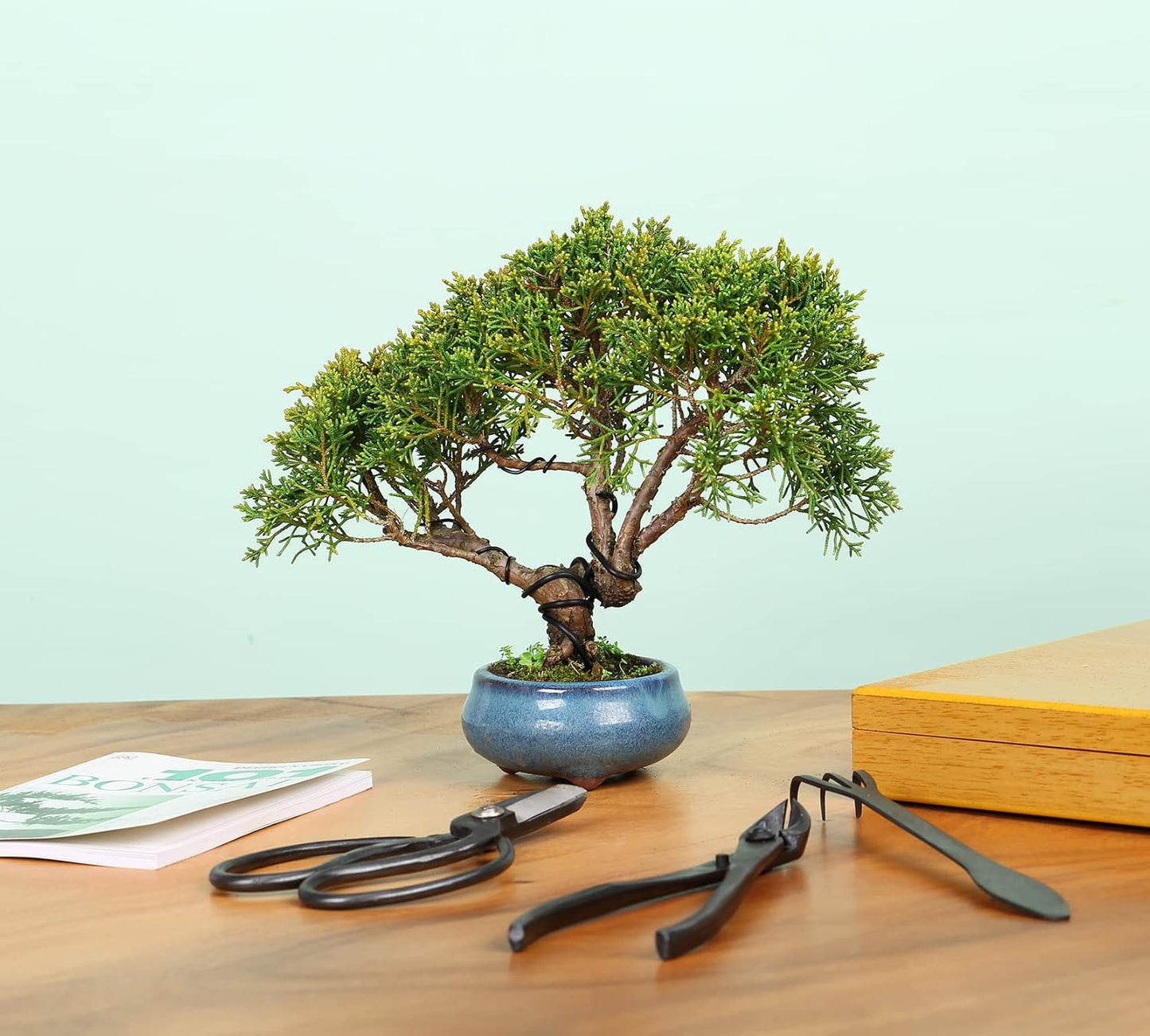 12-Piece Bonsai Tools Set With Wood Box, Gift For Men Women