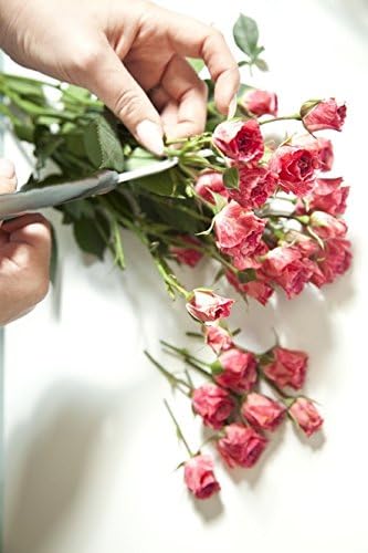 Pruning Snips Set (2) - Floral Scissors and Bypass pruners - Precise pruning flowers, fruit trees, bonsai, grapes - Carbon Steel blades - Safety lock design