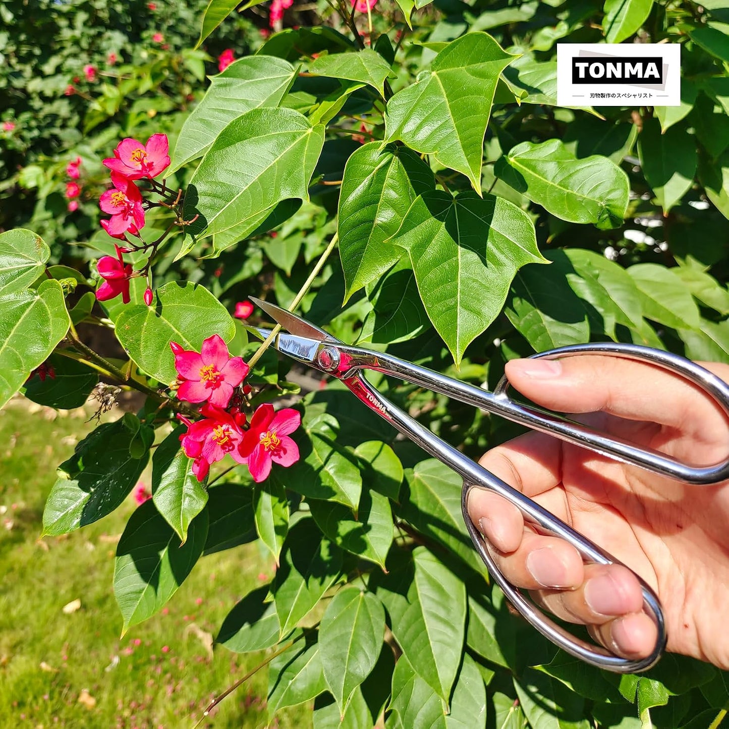 TONMA Ashinaga Bonsai Scissors 8 Inches, Made in Japan, TGS-3