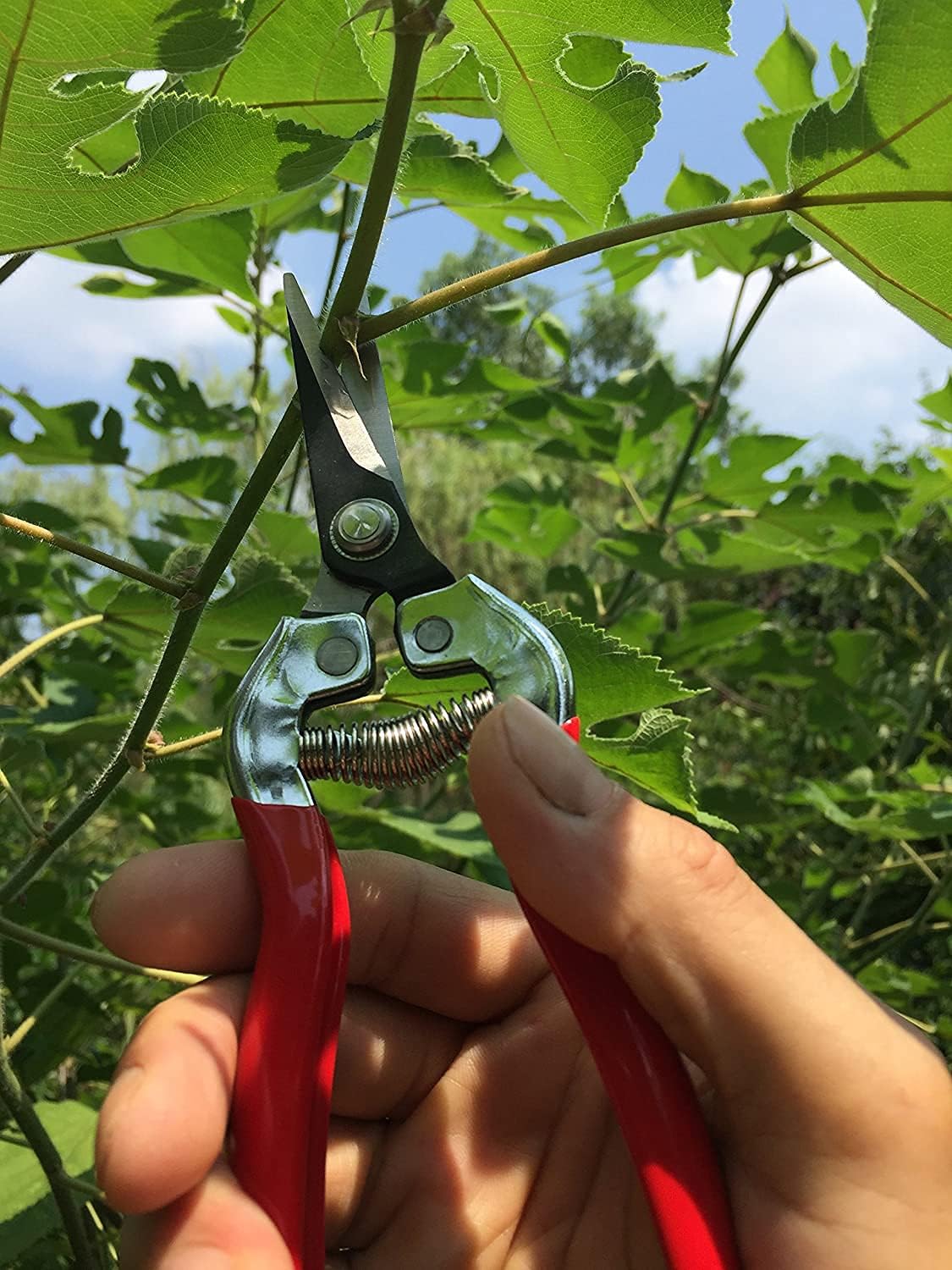 8.5" Professional Rotating Bypass Titanium Pruning Shears(GPPS-1014)