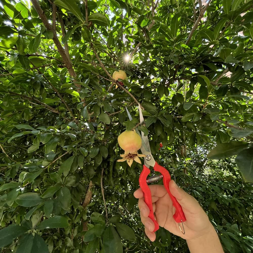 2pack Extra Long Edge Stainless Steel Pruning Shears Fruit Trees Bonsai Sharp Garden Scissors Tool
