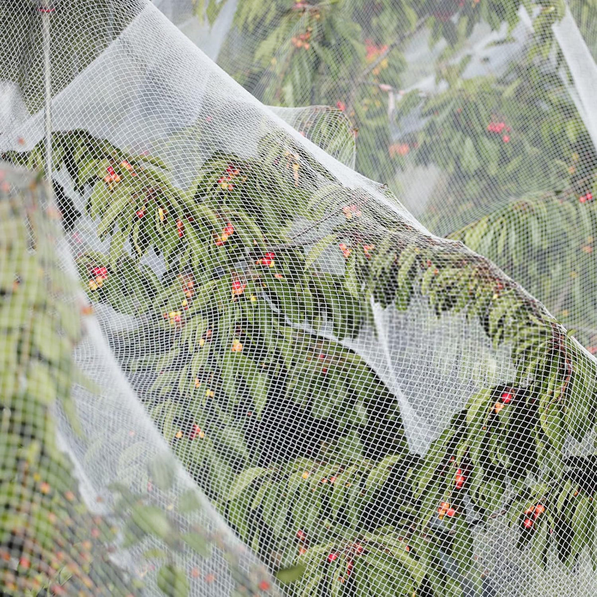 10 x 50FT Garden Netting, Plant Covers Durable Ultra Fine Mesh Protection, Garden Plant Row Cover, Raised Bed Barrier Screen Protection Net Cover for Plant Vegetable Fruit Flower