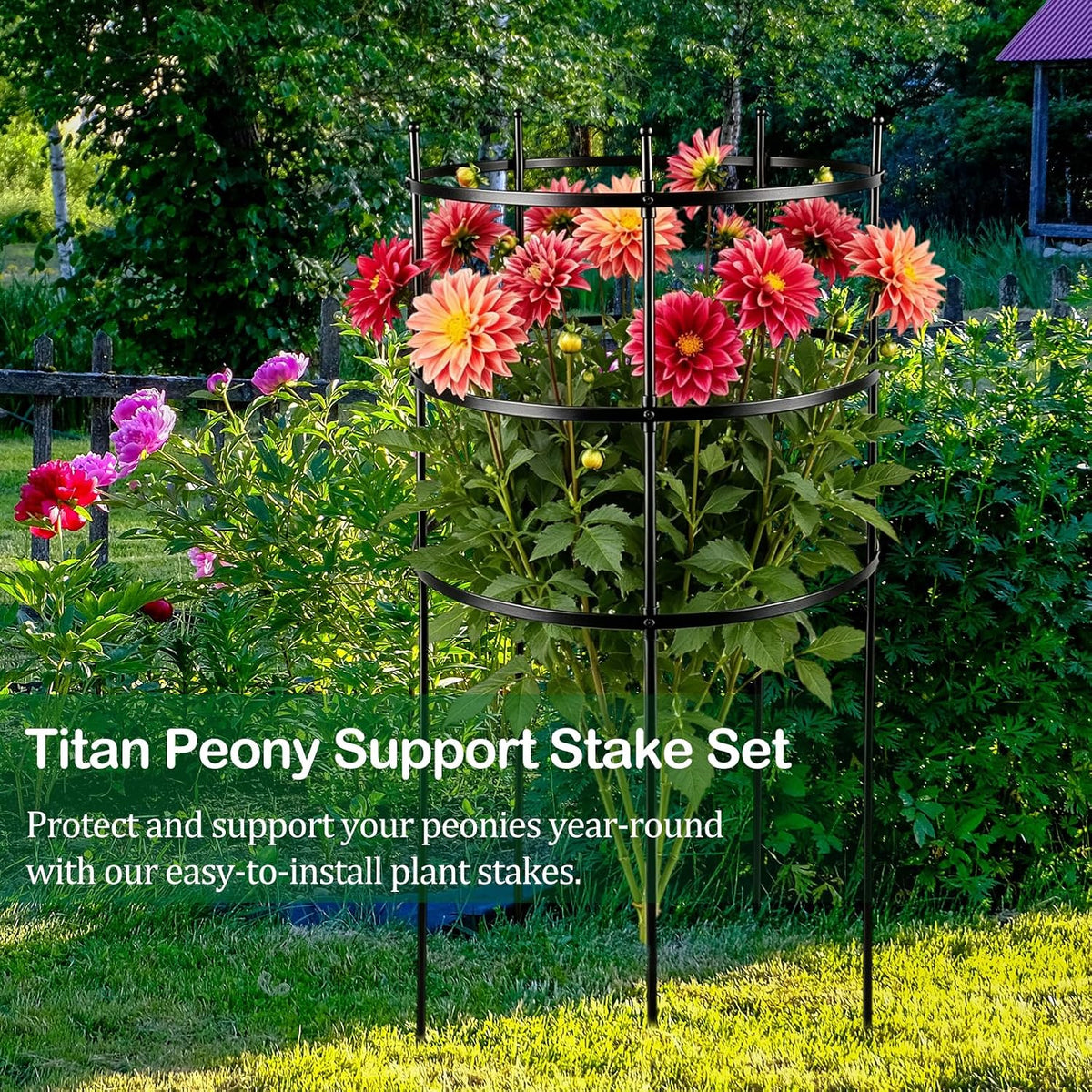 2 Set Titan Peony Plant Support Stakes Black Metal Peonies Cages 17.7" D x 35.4" H Tomato Cages Rings Sturdy Garden Plants Support Trellis for Climbing Plants
