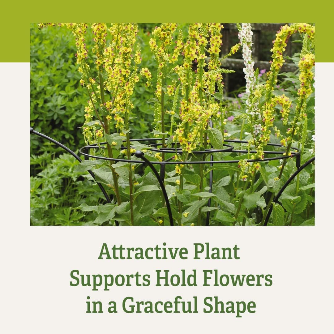 Essex Plant Support Frame for Peonies, Rose, Ornamental Flower Garden Cage - Wide Top Rings Natural Bouquet Shape - 38" H x 23" D