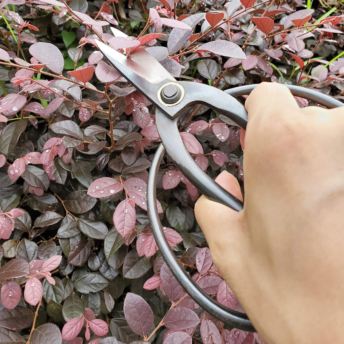Professional 7.3" Bonsai Scissors(GPPS-1012), For Arranging Flowers, Trimming Plants, For Grow Room or Gardening, Bonsai Tools. Garden Scissors Loppers.