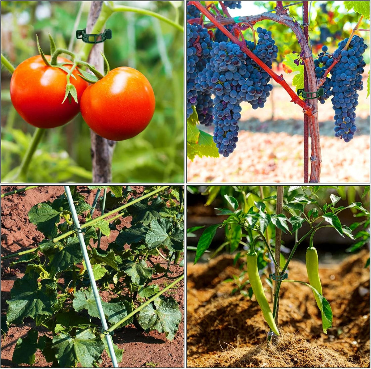 Plant Support Clips 100 PCS, Tomato Vine Clips, Trellis Plastic Clips, Garden Vine Fixing Clips for Climbing Plants, Tomato, Grape, Vegetables and Plants Stalks, Green