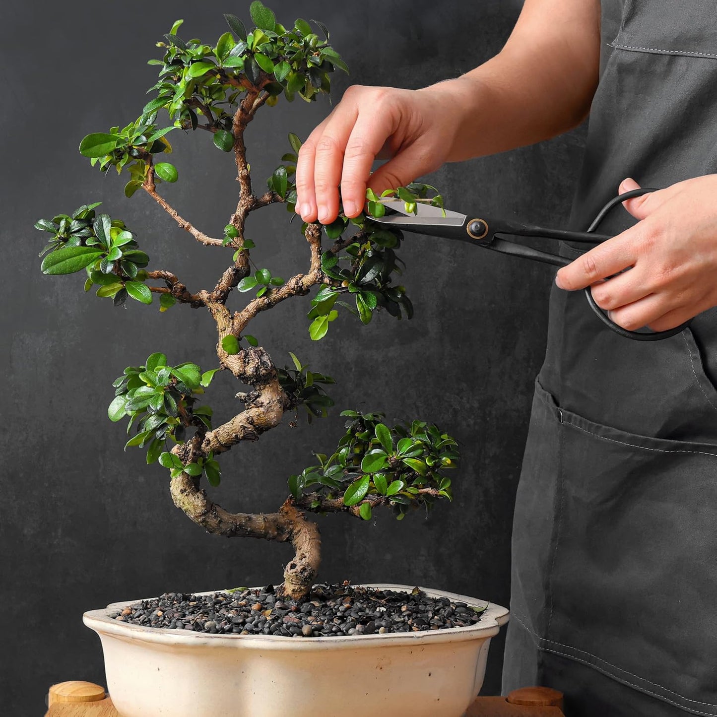 Bonsai Butterfly Scissors Bonsai Tools for Trimming & Pruning