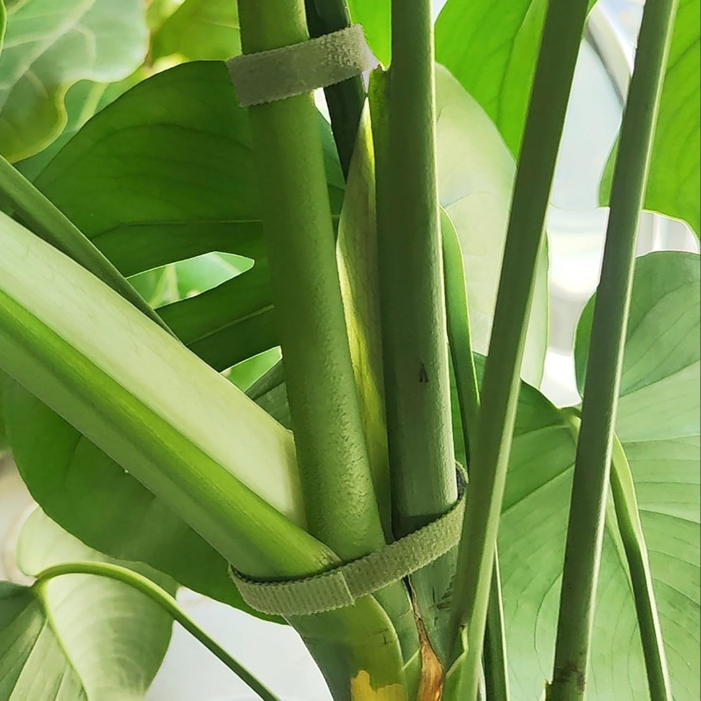 Garden Ties Reusable Plant Ties for Climbing Plants, Adjustable Plant Cable Straps for Support Indoor Outdoor Plant Growth Staking, Training & Organizing (60 ft)