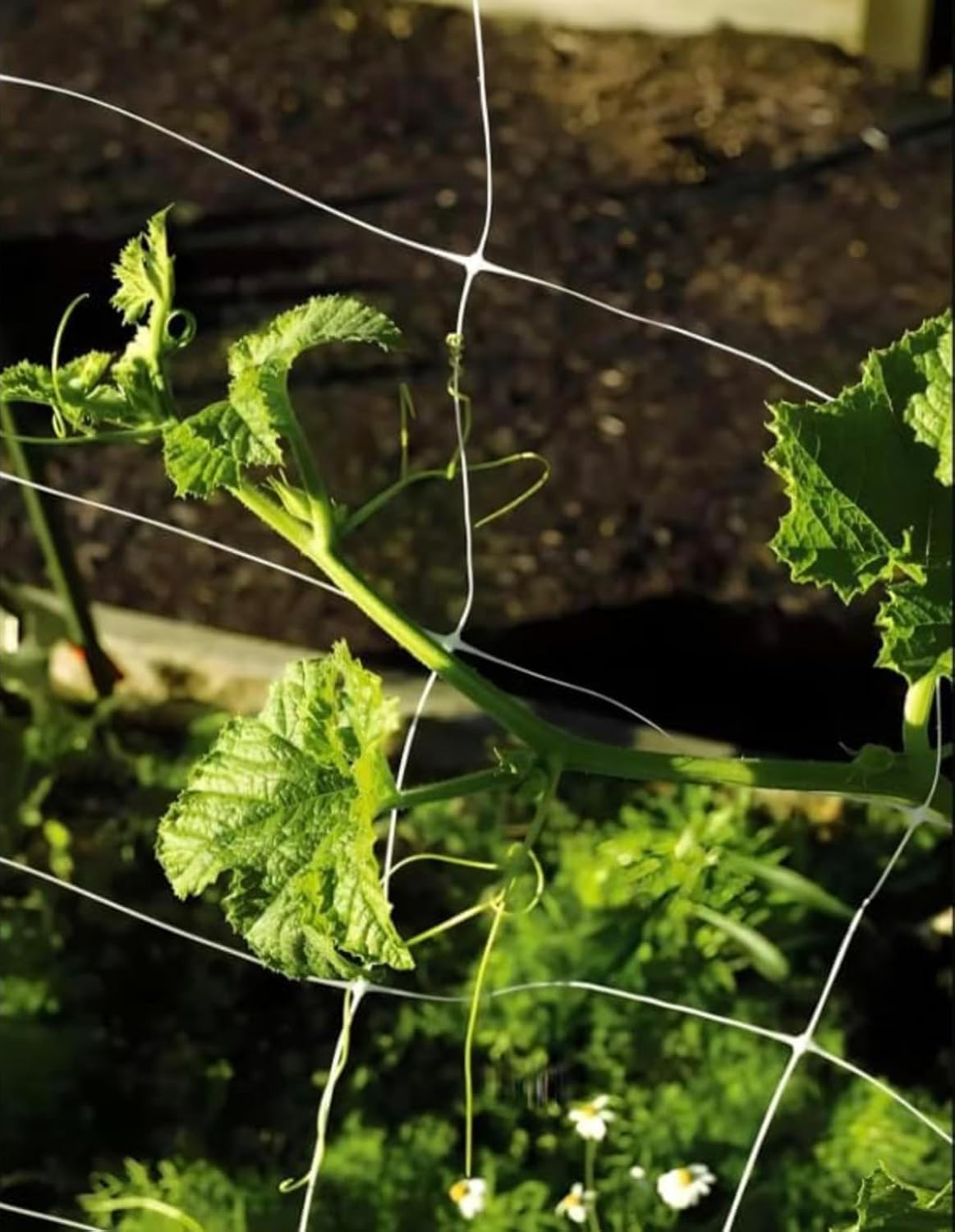 Trellis Netting, Netting, Scrog Net, Trellis Net, 5ft x 4920ft Roll, for Climbing Plants, Cut Flower Support, Garden, Grow Pea, Bean, Grape Vine, Mesh, Heavy Duty, 6x6 Inch Squares