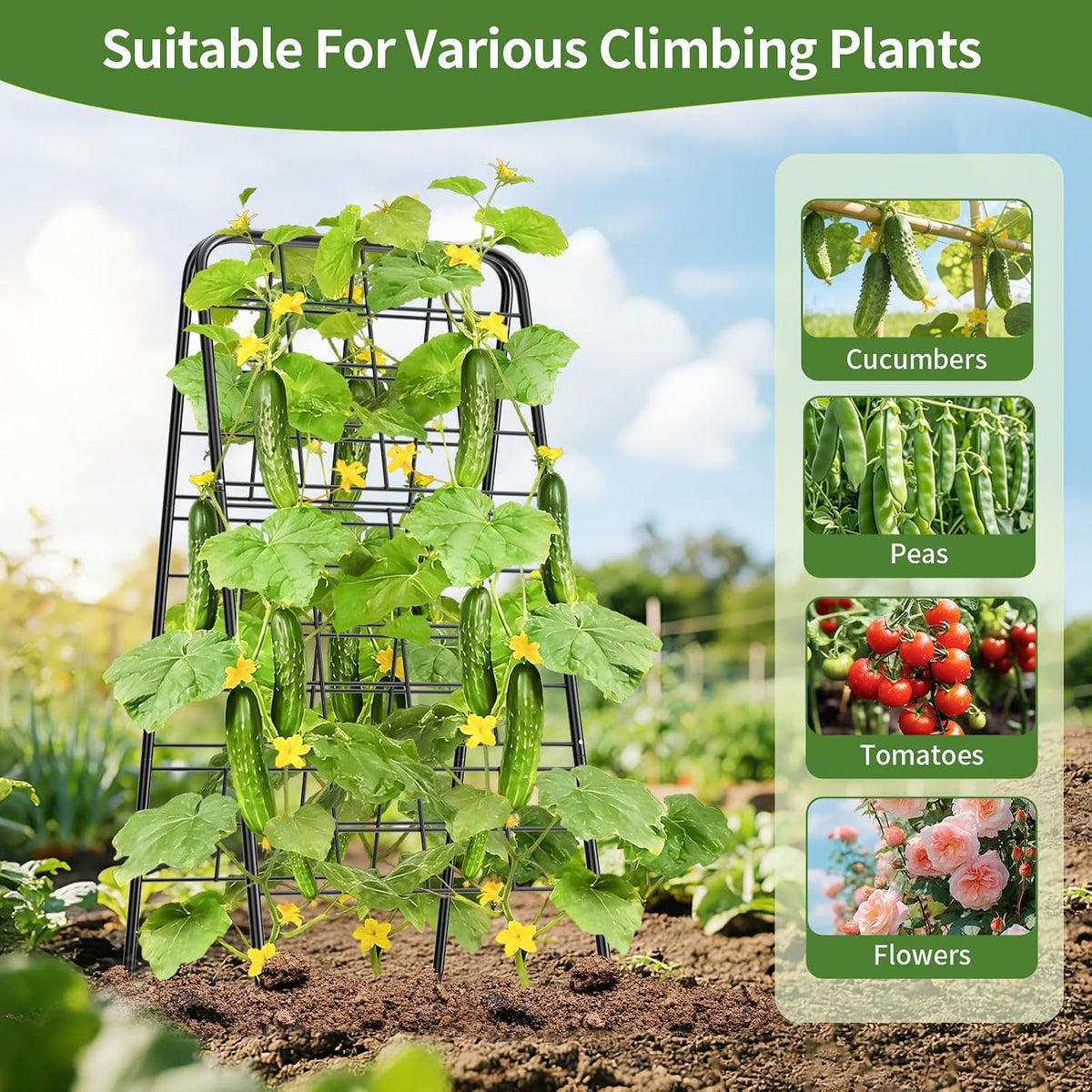 100% Metal Cucumber Trellis for Raised Bed,62"x17" A-Shape Garden Plant Support for Climbing Plants, Heavy Duty Metal Garden Trellises Plant Support for Vine Vegetables Outdoor (Black, 62x17inch(H*W))