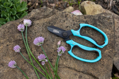 OASIS Forage Strain Reducing Ippon Floral Scissors | Precision Cut Stainless Steel Blades | Bright Blue Soft Grip Handle