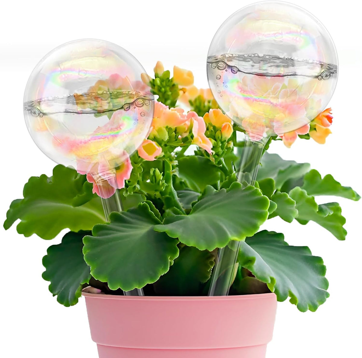6PCS Plant Watering Globes,Iridescent Rainbow Clear Watering Bulbs,Glass Self Watering Planter Insert,Watering Bulbs for Flowerpot,Indoor,Outdoor,Hanging Plants Home Garden(3 Large+3 Small)