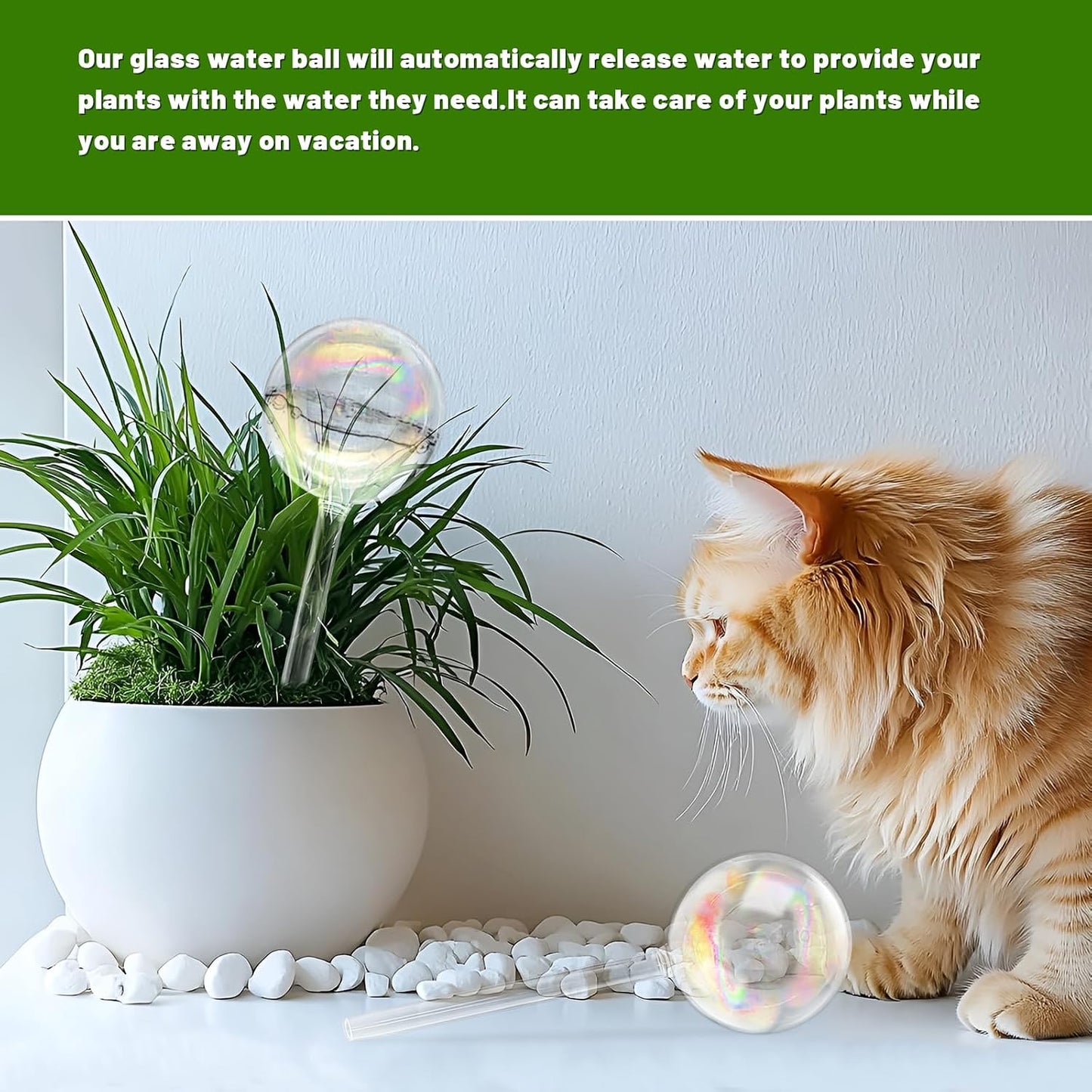 6PCS Plant Watering Globes,Iridescent Rainbow Clear Watering Bulbs,Glass Self Watering Planter Insert,Watering Bulbs for Flowerpot,Indoor,Outdoor,Hanging Plants Home Garden(3 Large+3 Small)