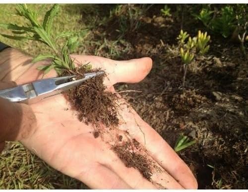 Original Shark Tooth Weed Puller Tool, Grabs Weeds by the Root