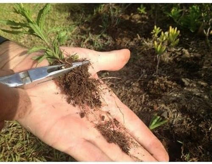 Original Shark Tooth Weed Puller Tool, Grabs Weeds by the Root