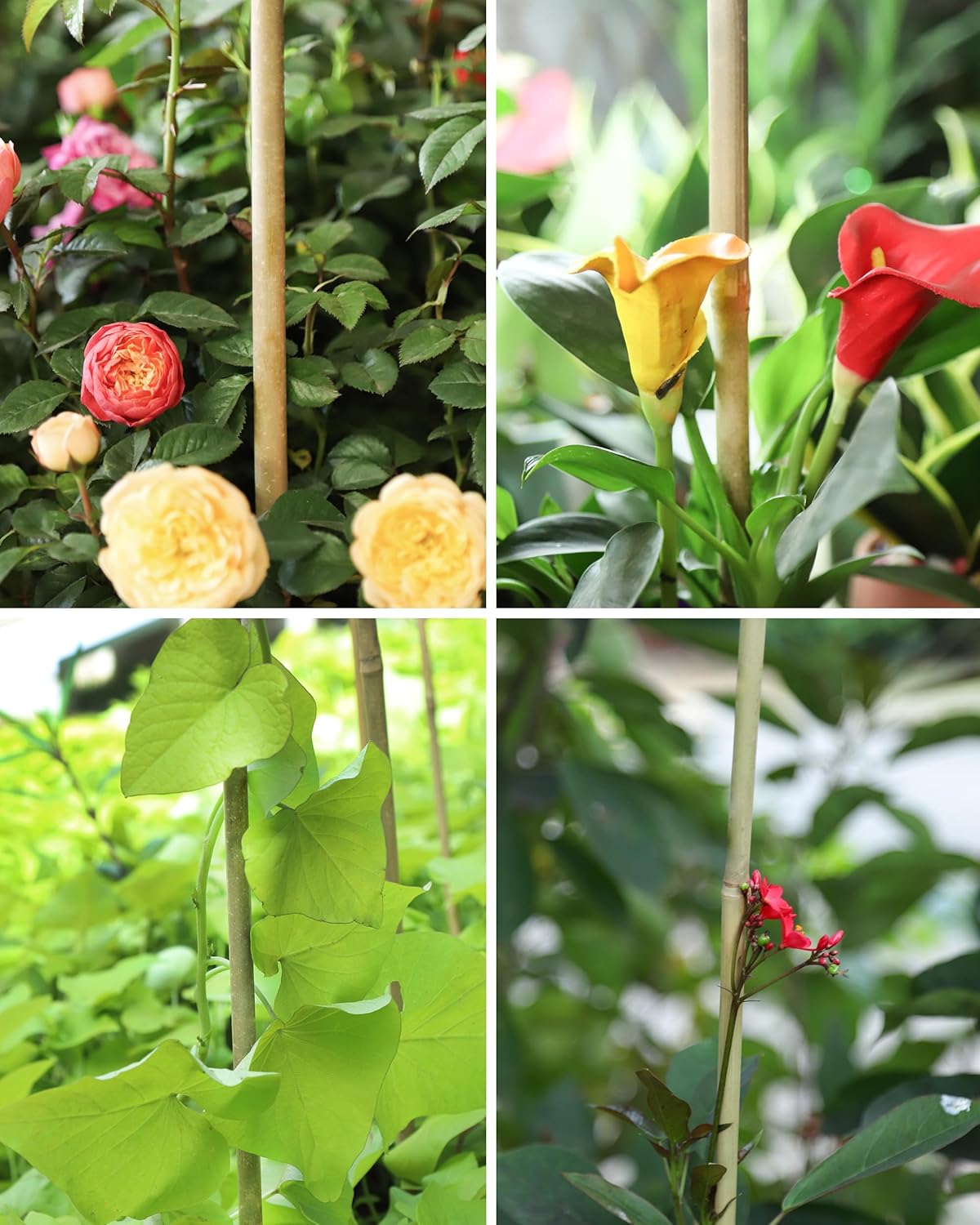 2ft Natural Bamboo Plant Stakes for Tomatoes, Beans, Flowers, Potted, Climbing Plants 30pcs