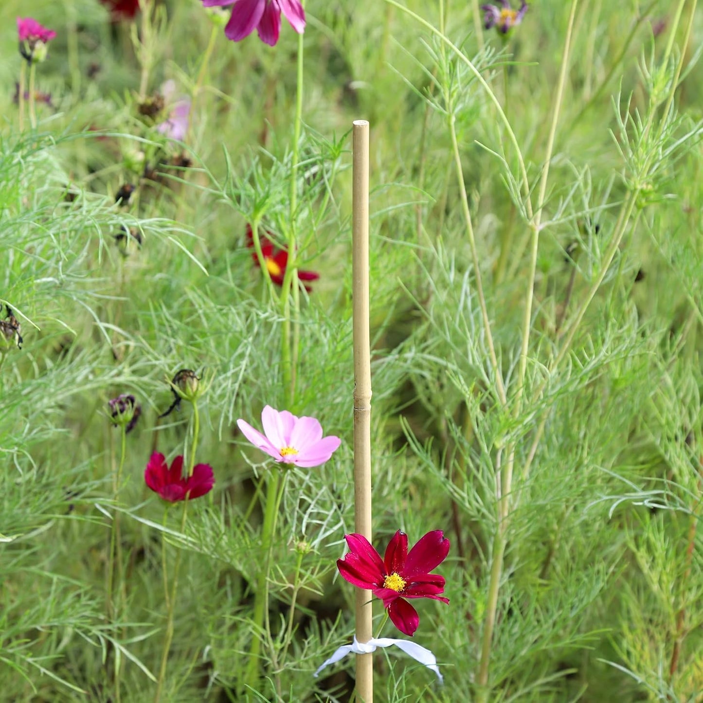 2ft Natural Bamboo Plant Stakes for Tomatoes, Beans, Flowers, Potted, Climbing Plants 30pcs