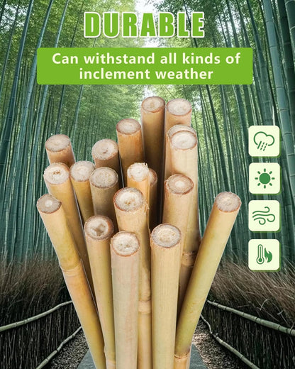 2ft Natural Bamboo Plant Stakes for Tomatoes, Beans, Flowers, Potted, Climbing Plants 30pcs
