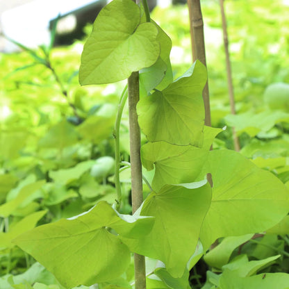2ft Natural Bamboo Plant Stakes for Tomatoes, Beans, Flowers, Potted, Climbing Plants 30pcs