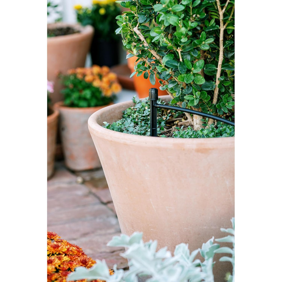56309 Planter Drip Irrigation Kit - 30ft Complete Watering System with Adjustable Micro-Bubblers for Container Gardens