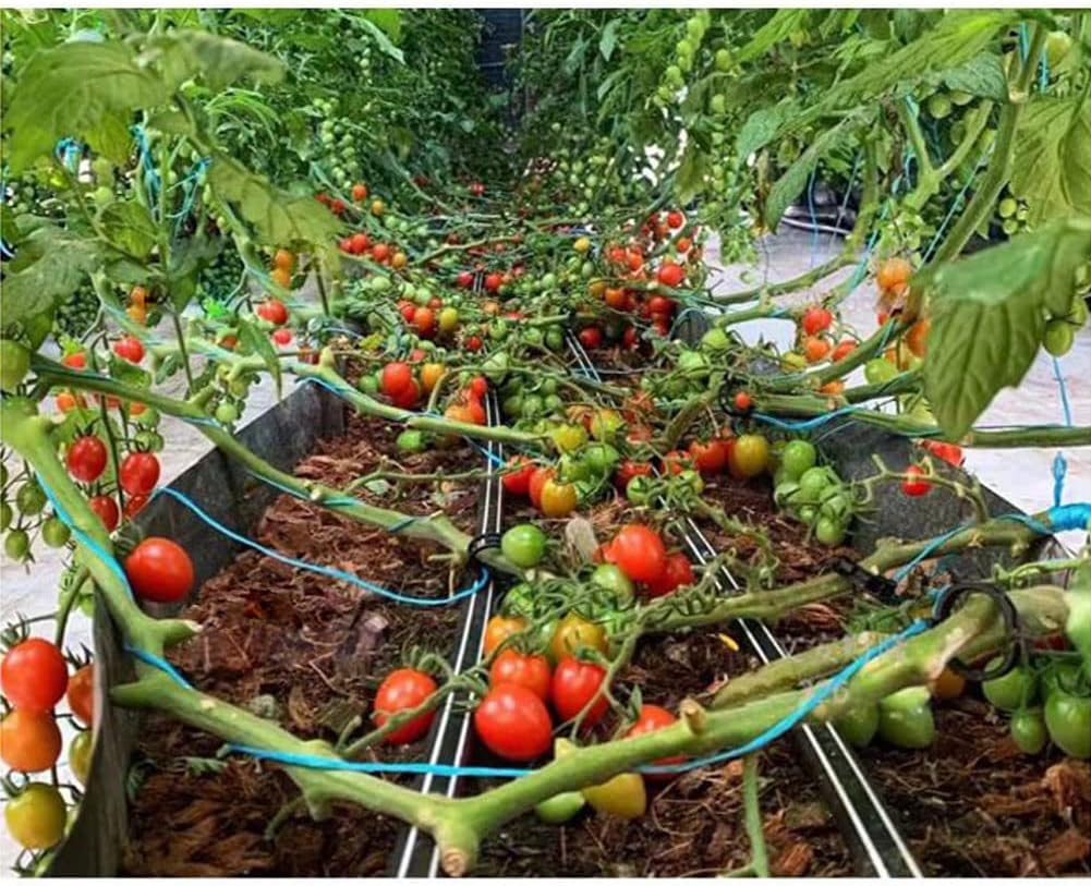 100 Pcs Garden Plant Support Clips, Tomato Clips, Plant Ties, Trellis Clips, Tomato Vine Vegetables Plants Trellis Clips to Grow Upright Makes Plants Healthier (Black)