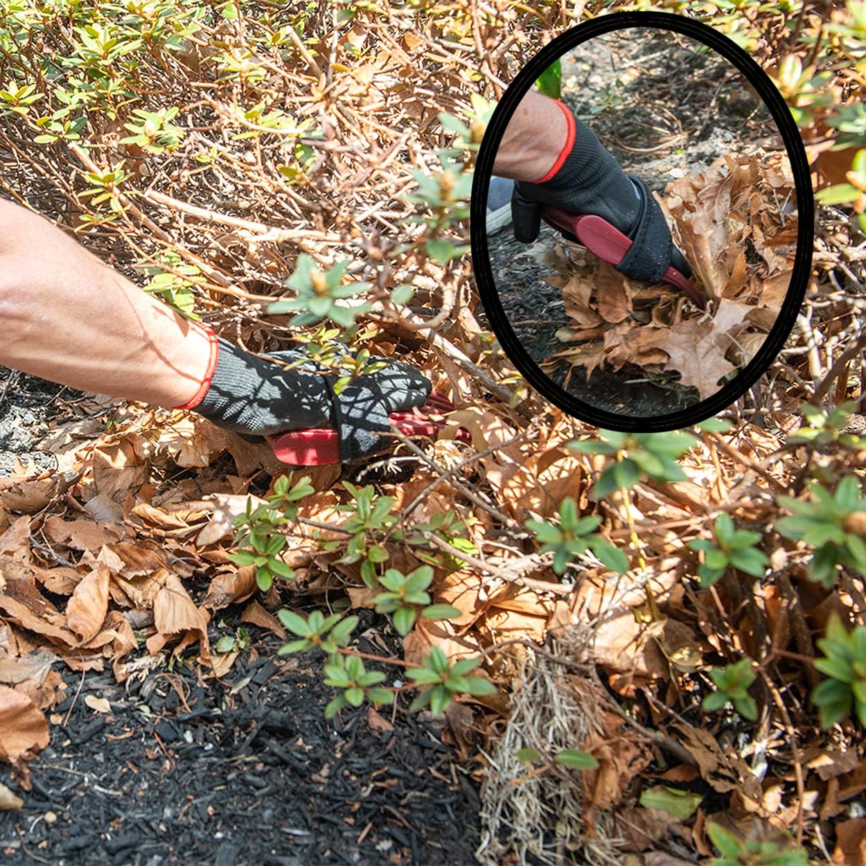 Garden Hand Cultivator Includes 2 Pairs of Spandex Gardening Gloves - ergonomically Designed to rake, dig, Weed, Plant, Aerate and Cultivate Vegetable and Flower beds (Small)