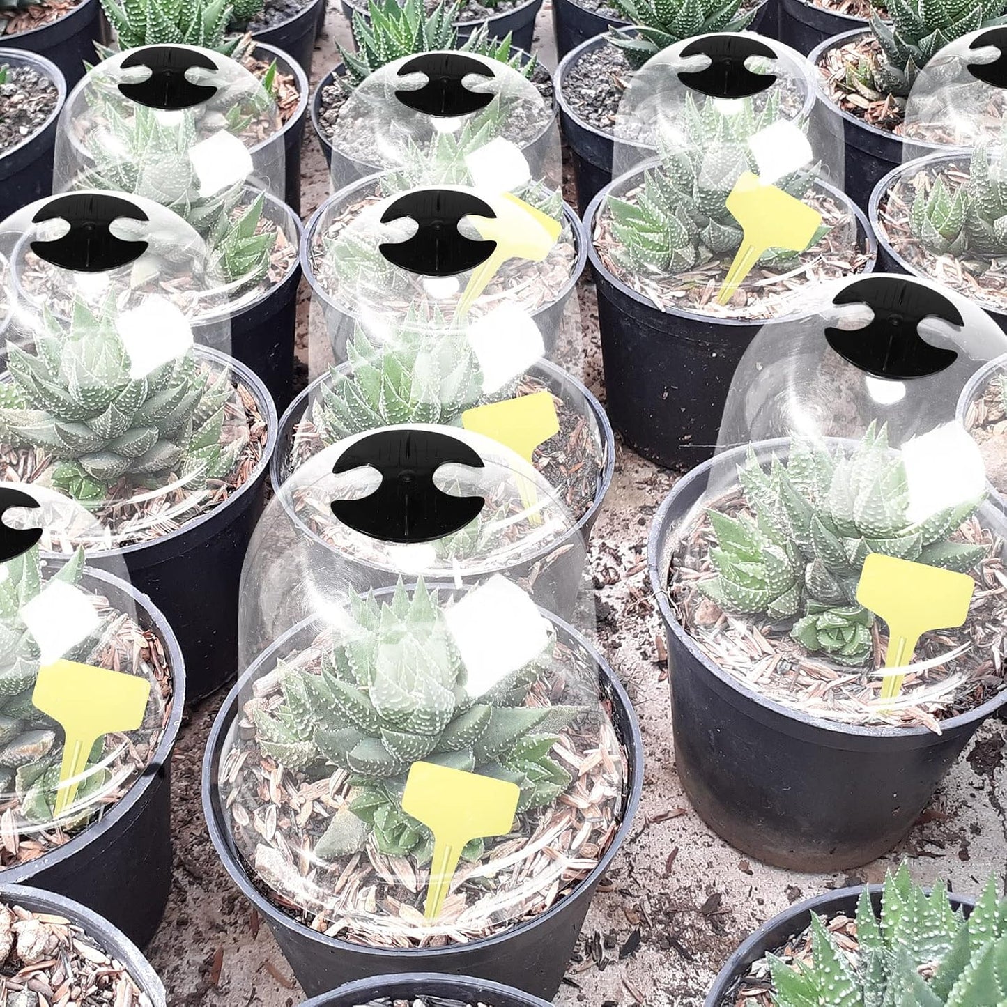 20 Pack Garden Cloches for Plants Clear Bell Covers 7.3x6.7 Inch