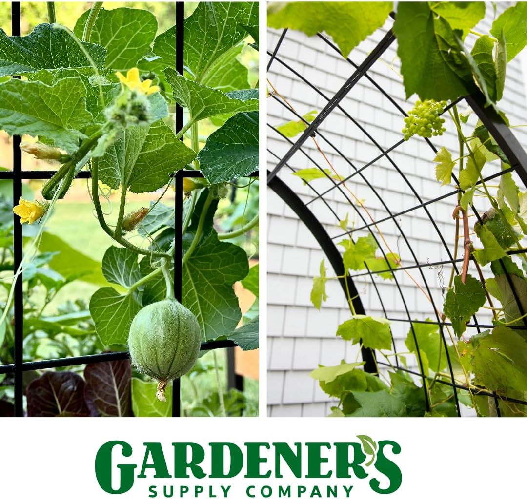 Arch Trellis, 2' x 4'