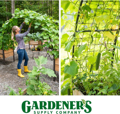 Arch Trellis, 2' x 4'