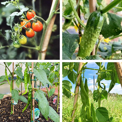 COLOtime Bamboo Stakes 4FT Garden Stakes Plant Stakes for Indoor and Outdoor Climbing Plants Poles Sticks Support Tomatoes Eggplants Beans 25 Pack
