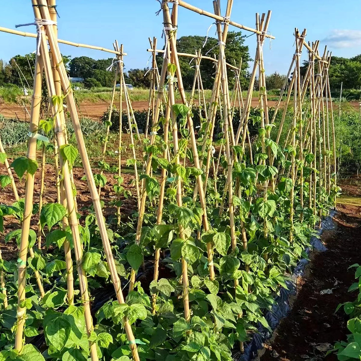 COLOtime Bamboo Stakes 4FT Garden Stakes Plant Stakes for Indoor and Outdoor Climbing Plants Poles Sticks Support Tomatoes Eggplants Beans 25 Pack
