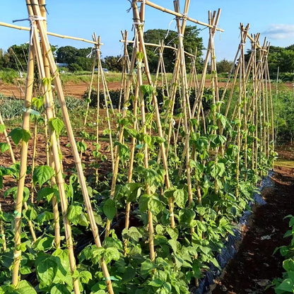 COLOtime Bamboo Stakes 4FT Garden Stakes Plant Stakes for Indoor and Outdoor Climbing Plants Poles Sticks Support Tomatoes Eggplants Beans 25 Pack