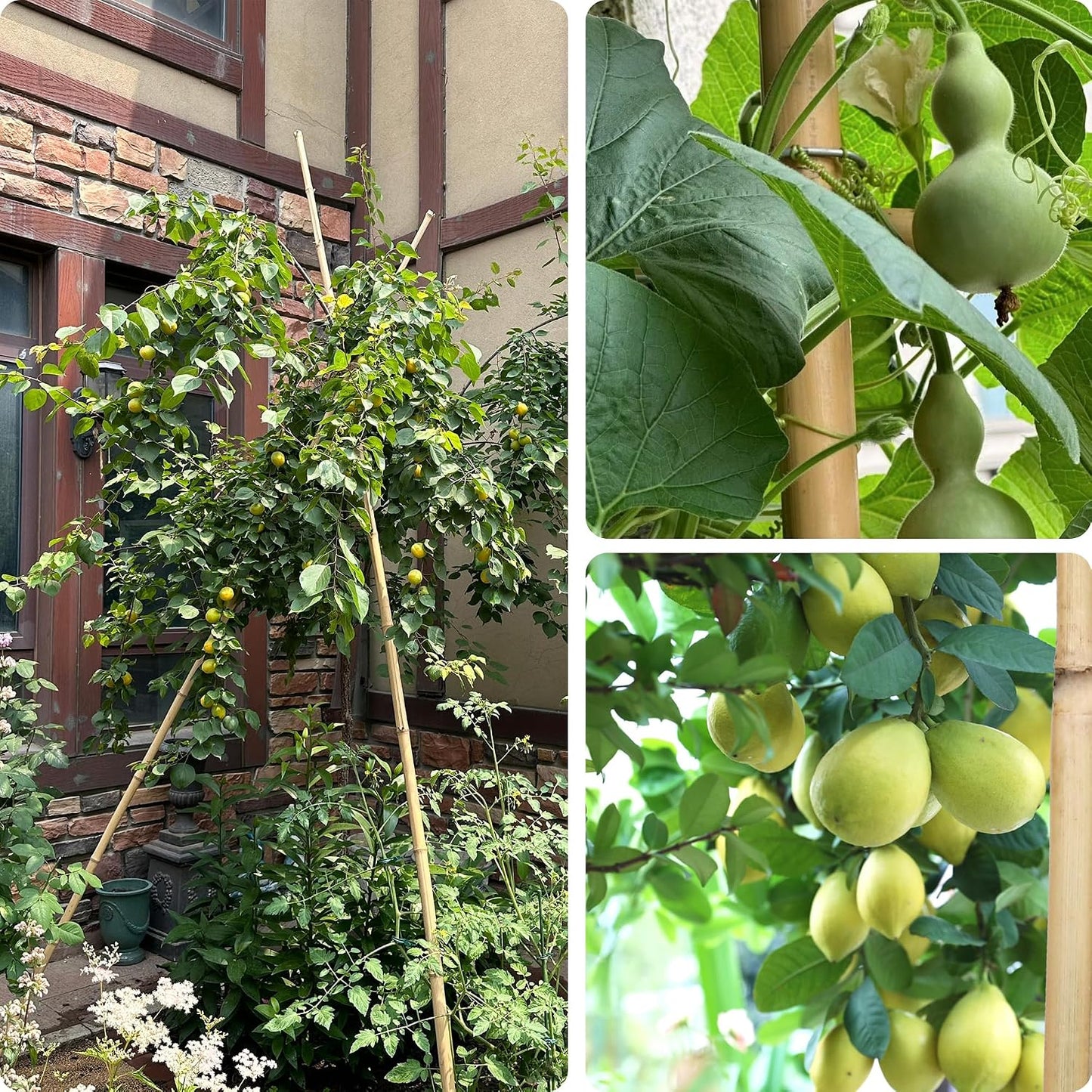 COLOtime Bamboo Stakes 4FT Garden Stakes Plant Stakes for Indoor and Outdoor Climbing Plants Poles Sticks Support Tomatoes Eggplants Beans 25 Pack