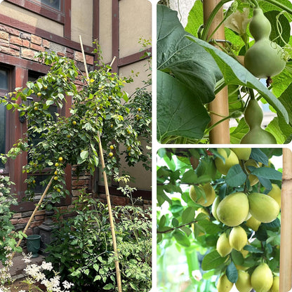 COLOtime Bamboo Stakes 4FT Garden Stakes Plant Stakes for Indoor and Outdoor Climbing Plants Poles Sticks Support Tomatoes Eggplants Beans 25 Pack