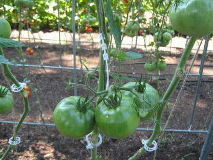 300 Pcs Tomato Trellis Clips for Garden Support