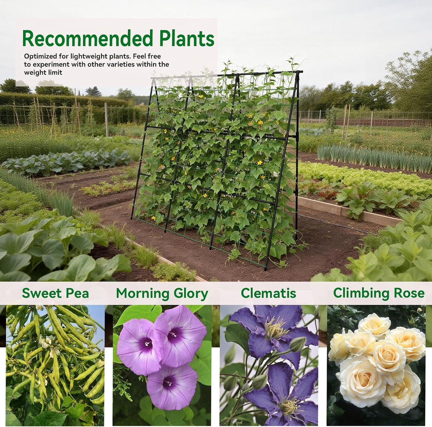 Cucumber Trellis - 49.4"*49.4" Metal Garden Trellis for Climbing Plants, Garden Trellis with Plastic-Coated Steel Pipe, A Frame Trellis for Cucumbers, Peas, Morning Glories(Black)