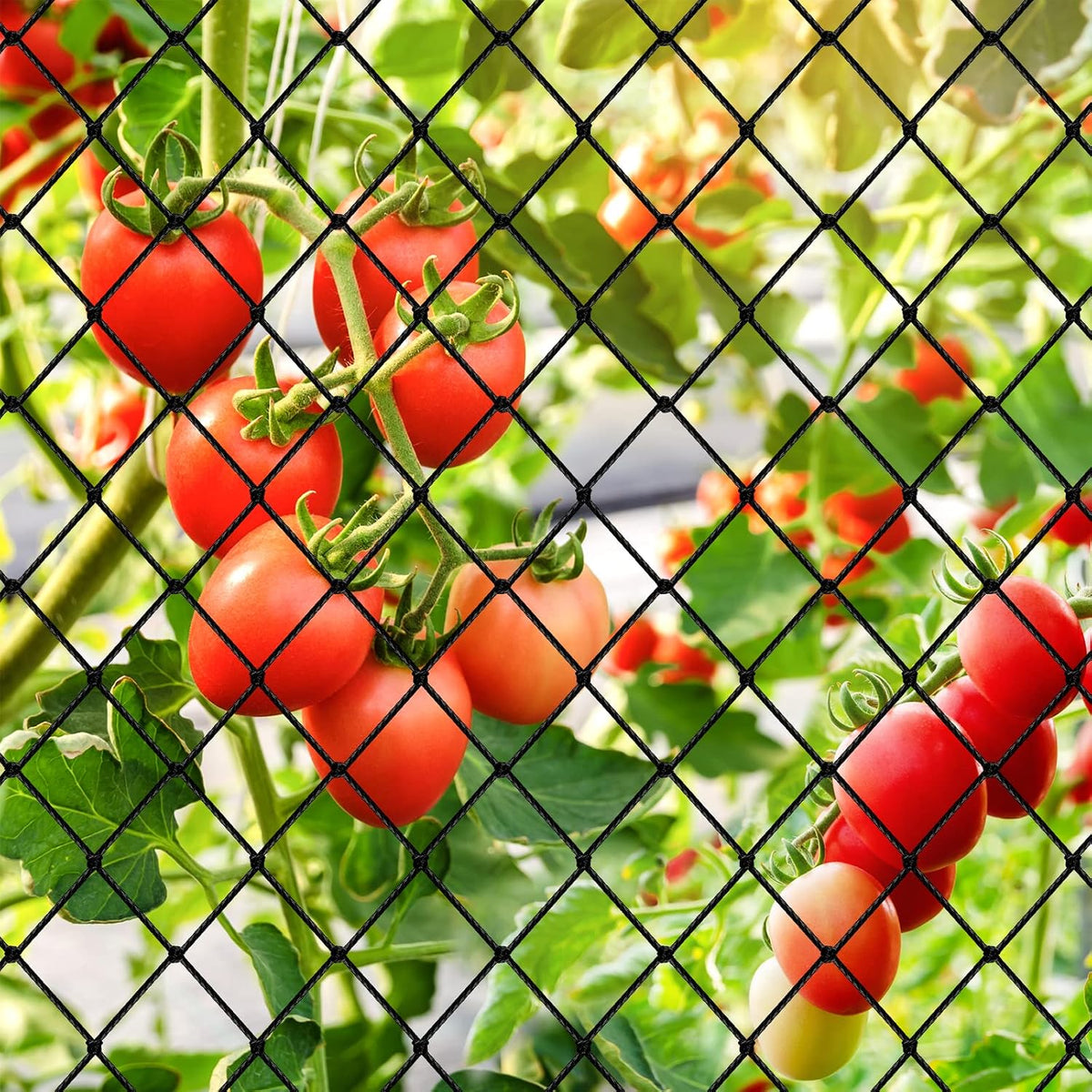 Bird Netting 25'x50'with 3/4" Square Mesh, Heavy Duty Nylon Garden Netting