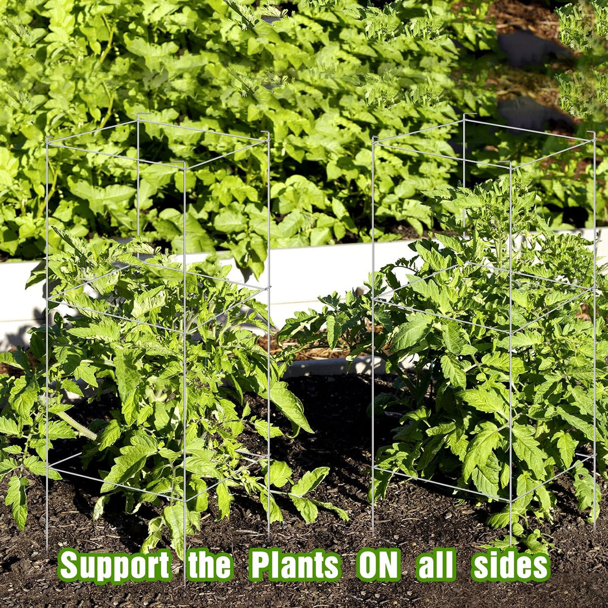 16 Pack Square Tomato Cage Heavy Duty Tomato Cages for Garden Vegetable Plant Trellis Stakes Plant Support Stake Tower for Climbing Vegetables Plants Flowers Fruit (11.5 x 46 Inches,Silver)